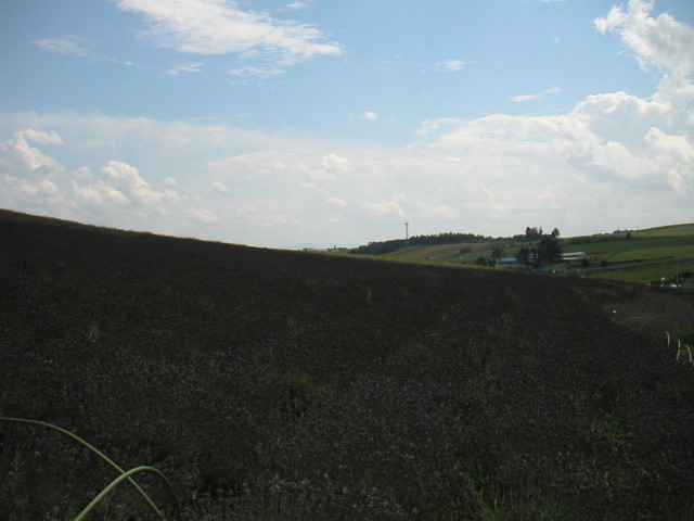 PICT0029.JPG