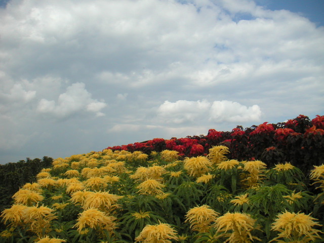 PICT0035.JPG
