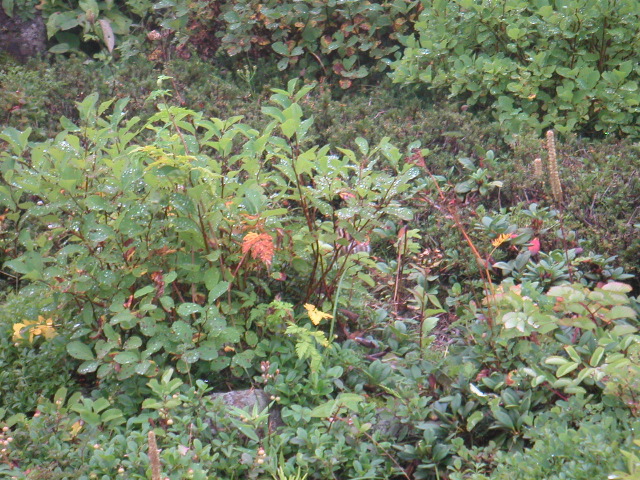 PICT0044.JPG