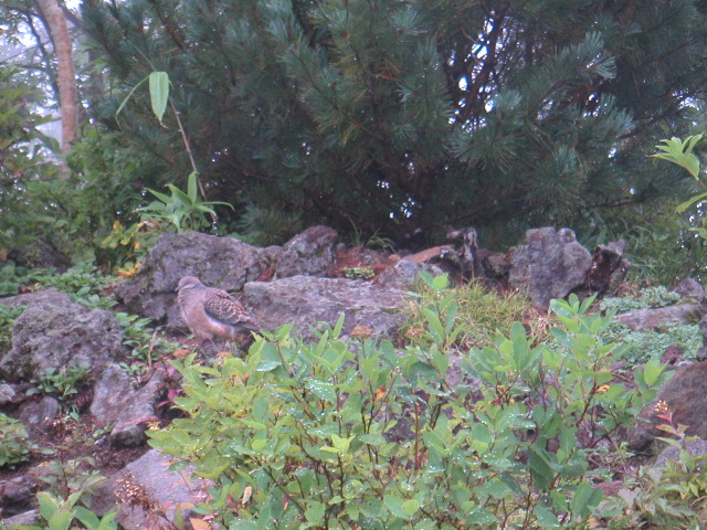 PICT0046.JPG
