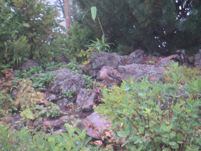 PICT0047.JPG